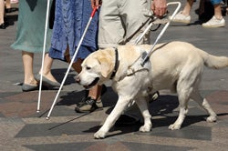 Guide dog