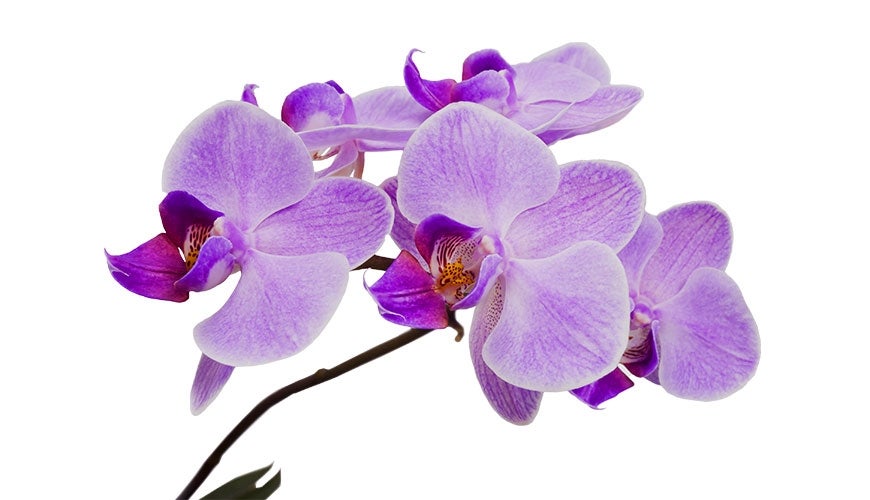 Purple orchids