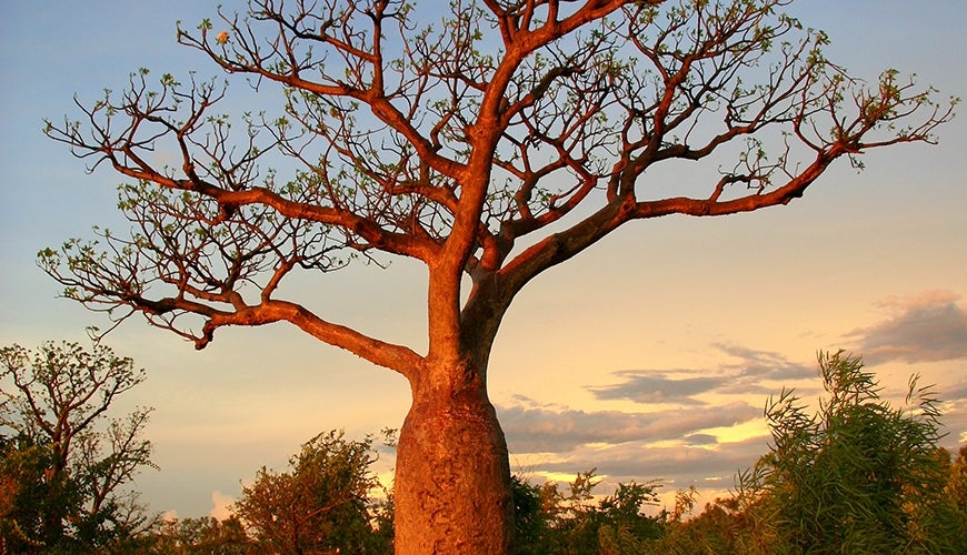 sunset tree