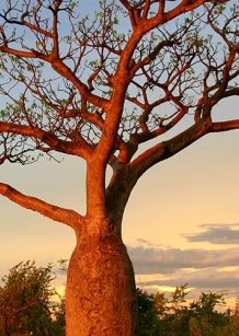 sunset tree