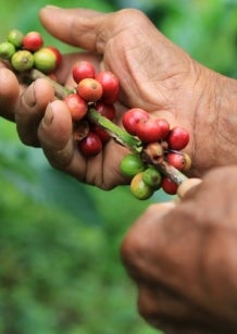 Coffee beans in West Java