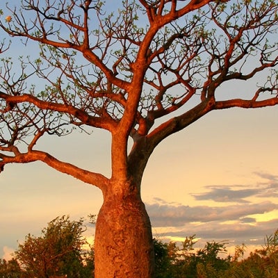 sunset tree