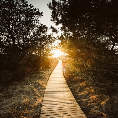 sun over a pathway between trees