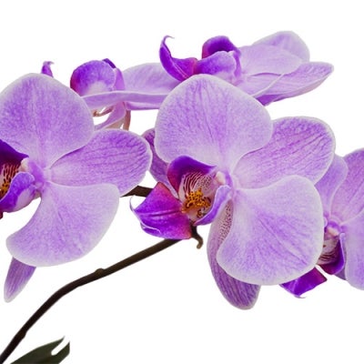 Purple orchids