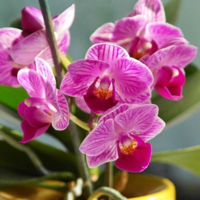 orchids